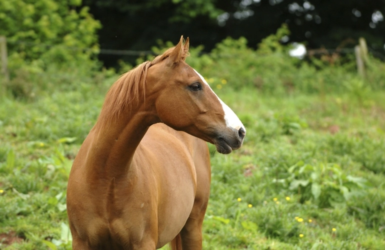 brązowy koń na łące